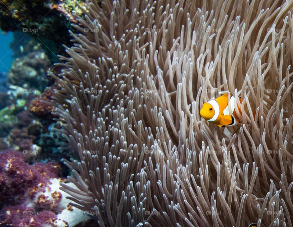 Underwater Wallpaper