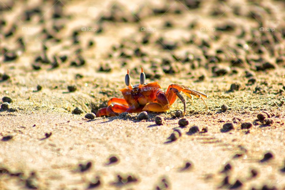 Tiny crab