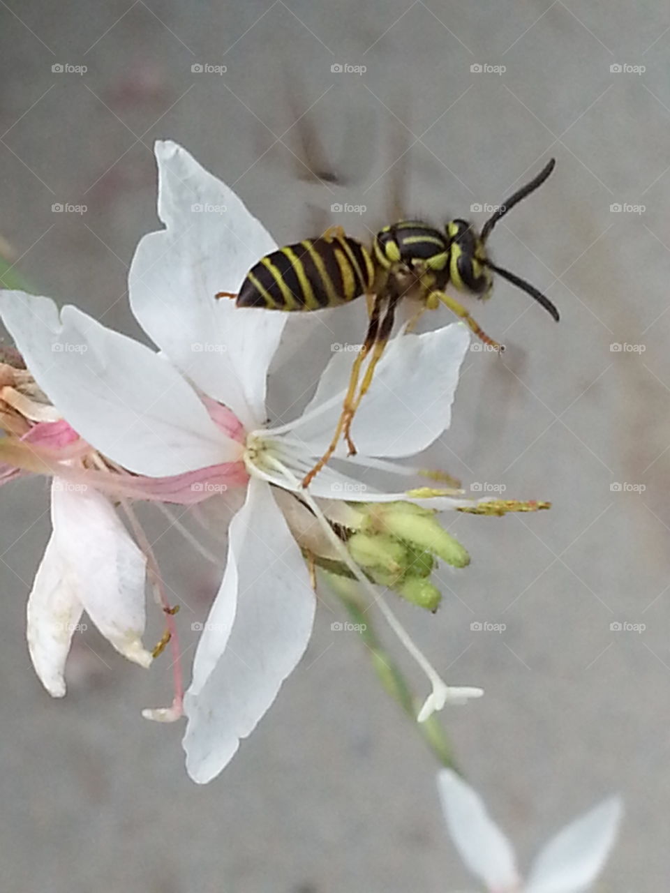 Yellow Jacket. Yellow Jacket