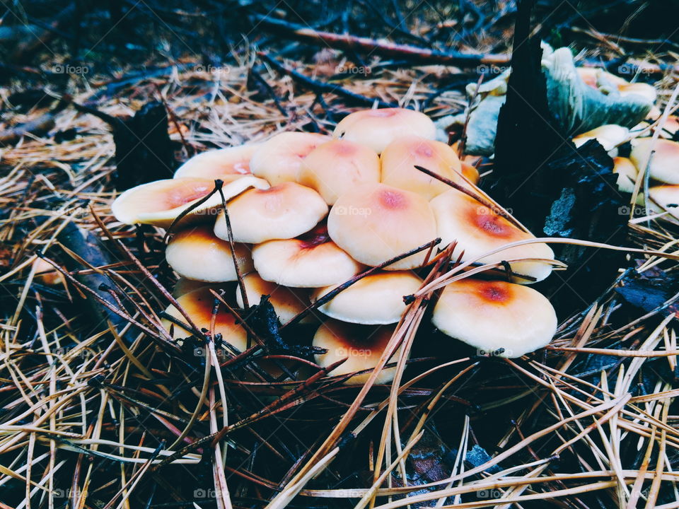 poisonous mushrooms in the forest