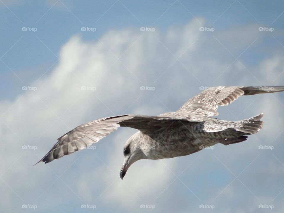 Seagull