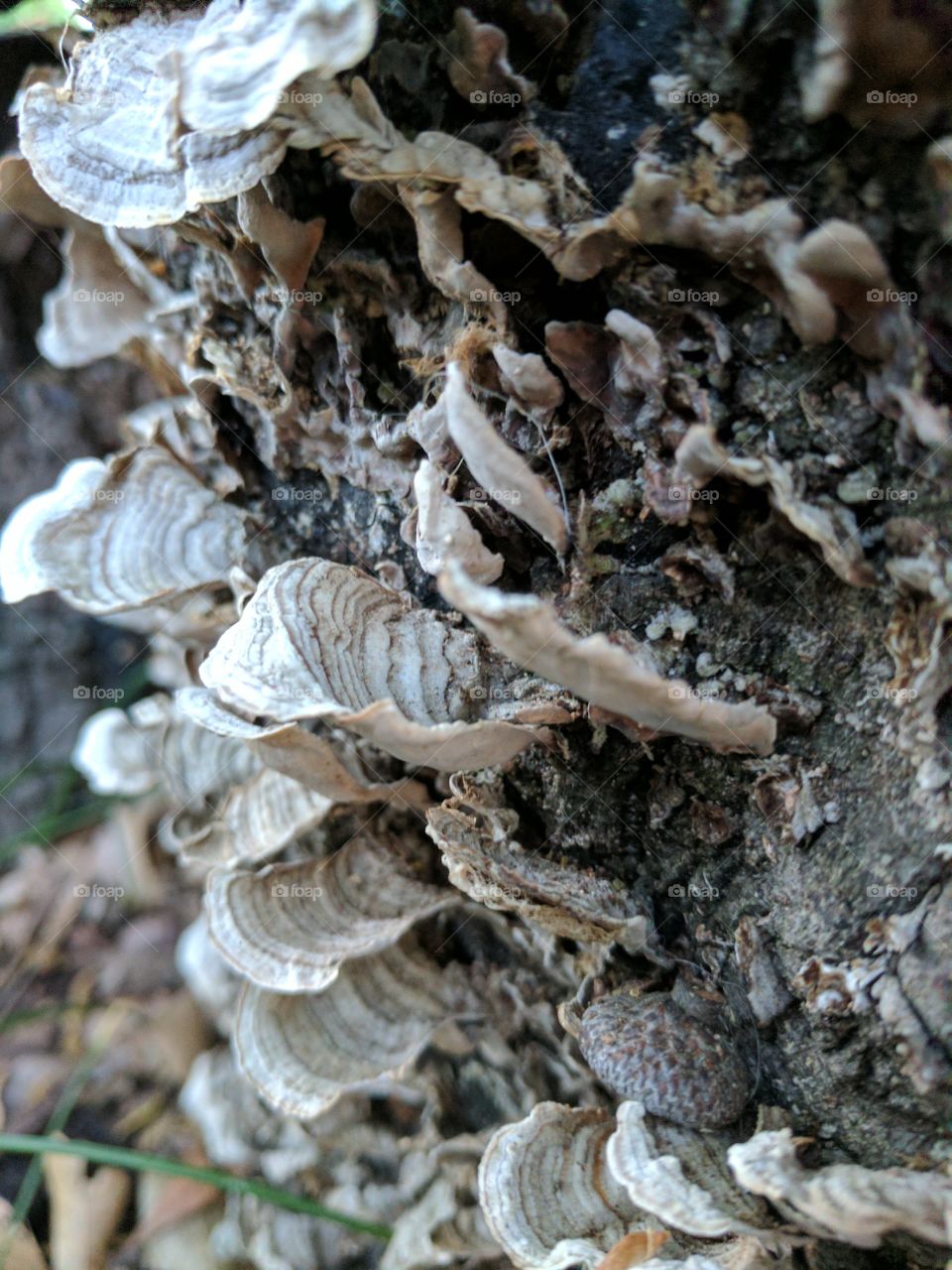 growing mushrooms