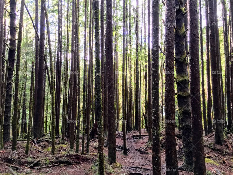 Sun shining through the trees. 