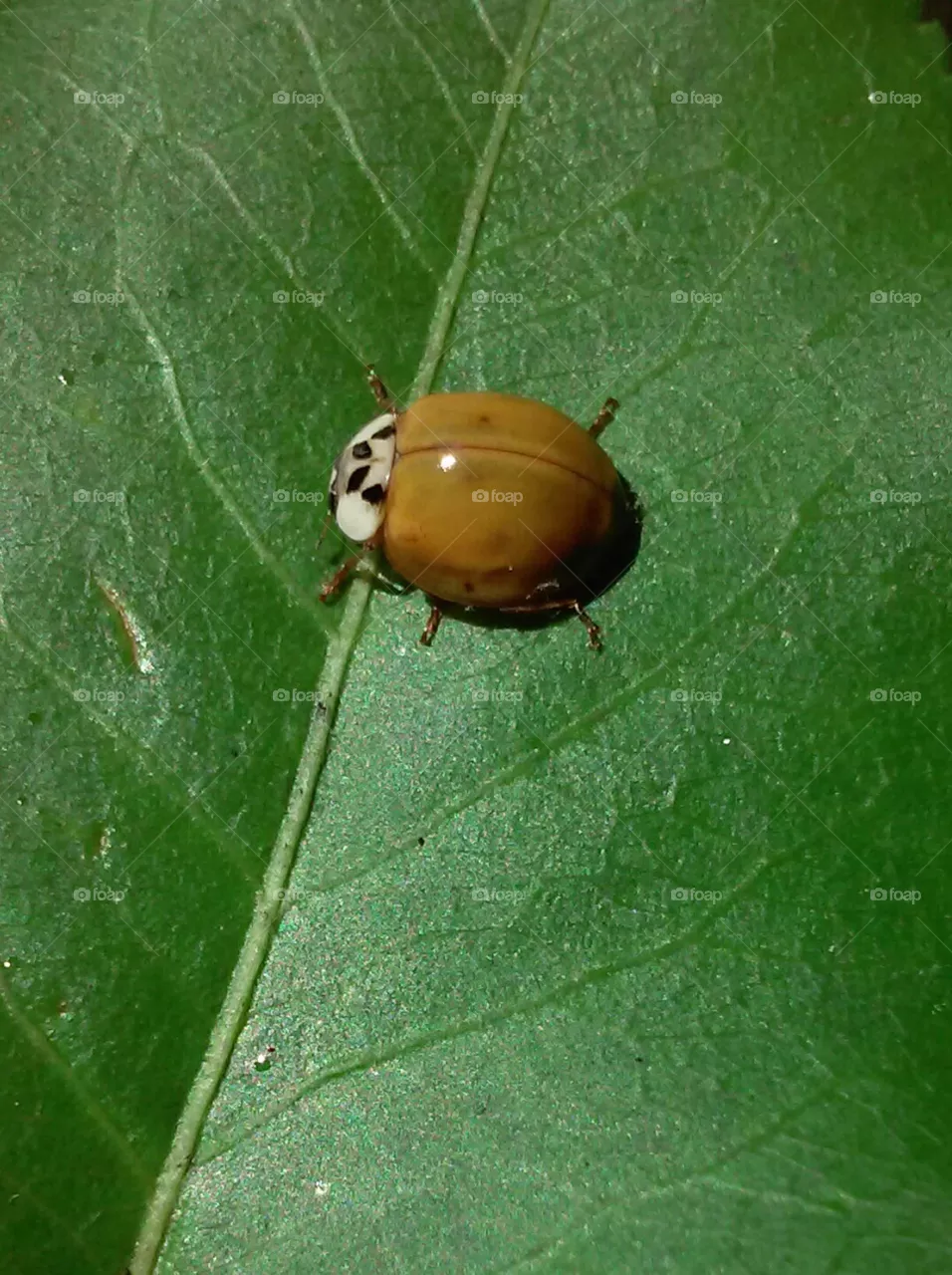 lady bug