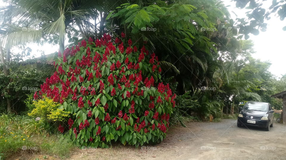 ARBUSTO FLORIDO GALHOS VERDES
