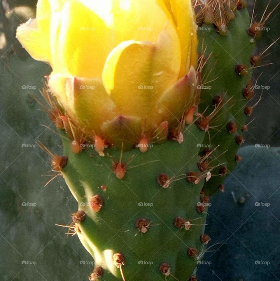 cactus frutas
