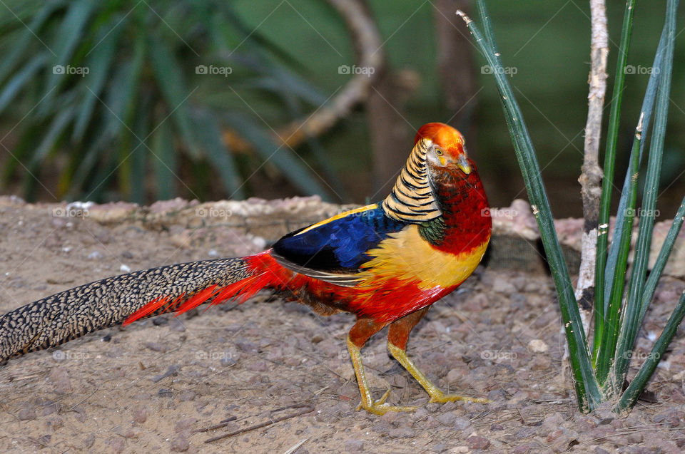 Very beautiful bird Golden Pheasant.