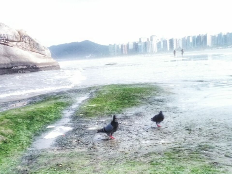 pigeons 2. São Vicente, Brazil.