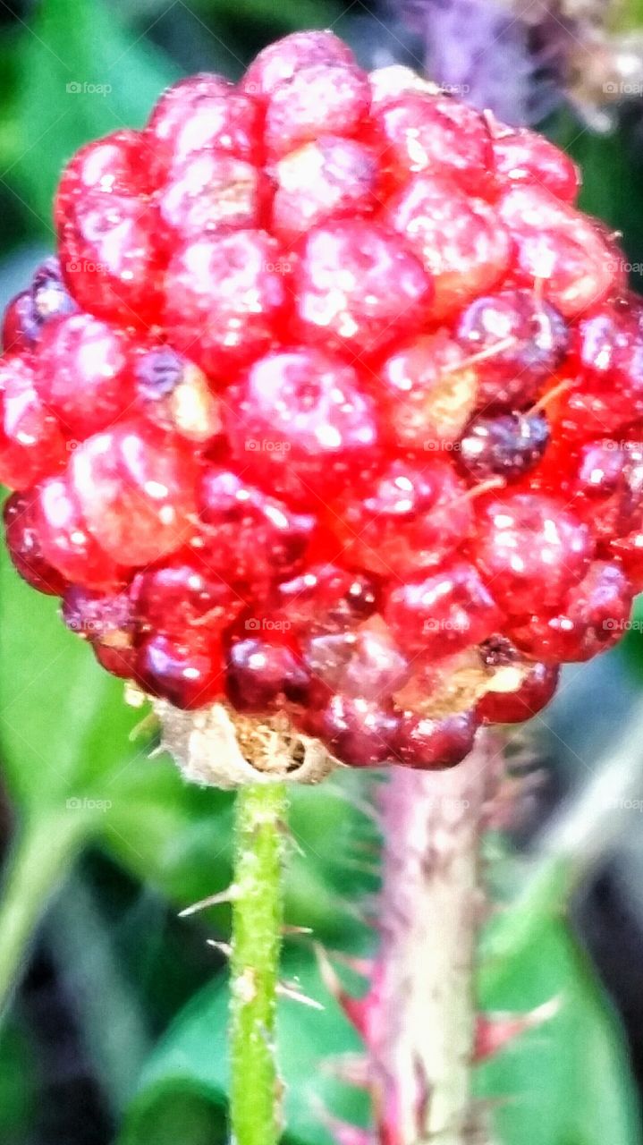 wild red dewberry