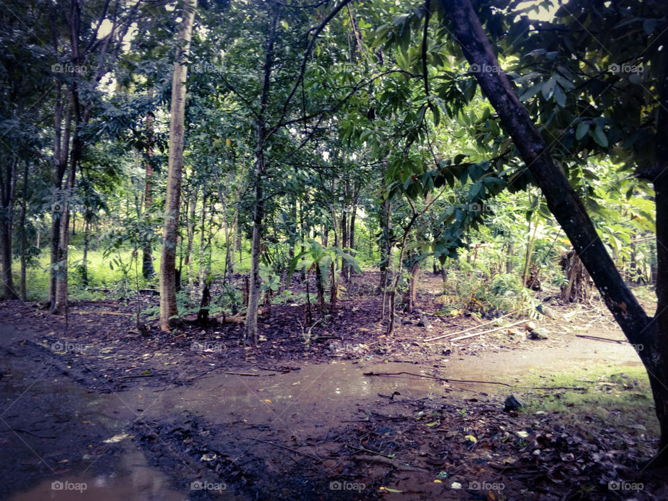 Sancang forest in the morning