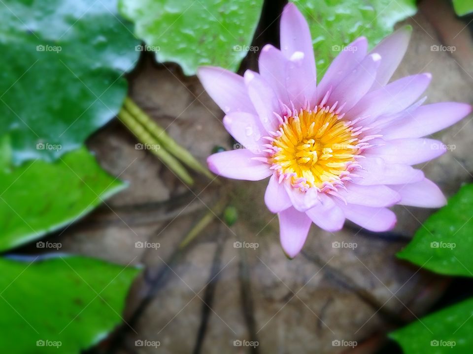 Lotus.. The beauty lotus in marsh.