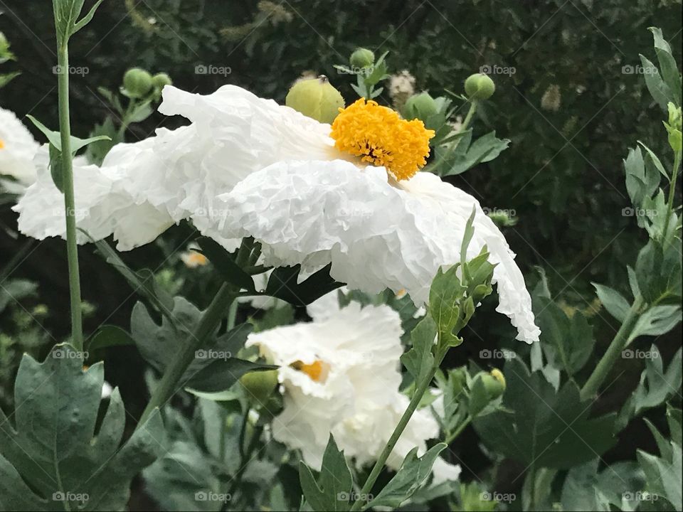 White Frilly Flower with Greenery and Yellow Center 