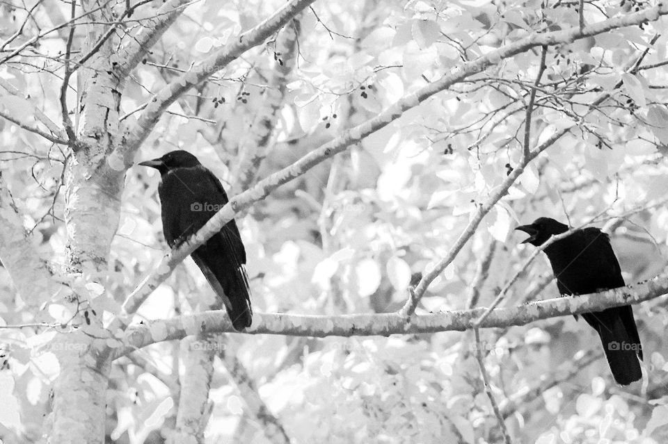 A high contrast black and white of two crows on a tree branch. What looks like a young crow is squawking at the other. It’s probably a youth calling for food from his parent. A group of crows is called a murder. Is just 2 crows attempted murder? 🐦⬛