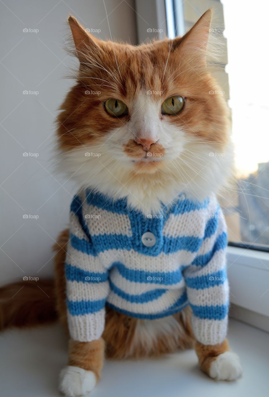 sweater weather cat in sweater beautiful portrait, cozy winter