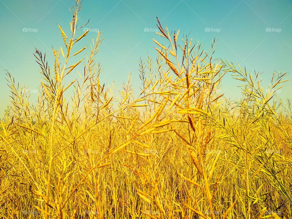 Ripping mustard crop field on sky, mustard plant pods close up image
