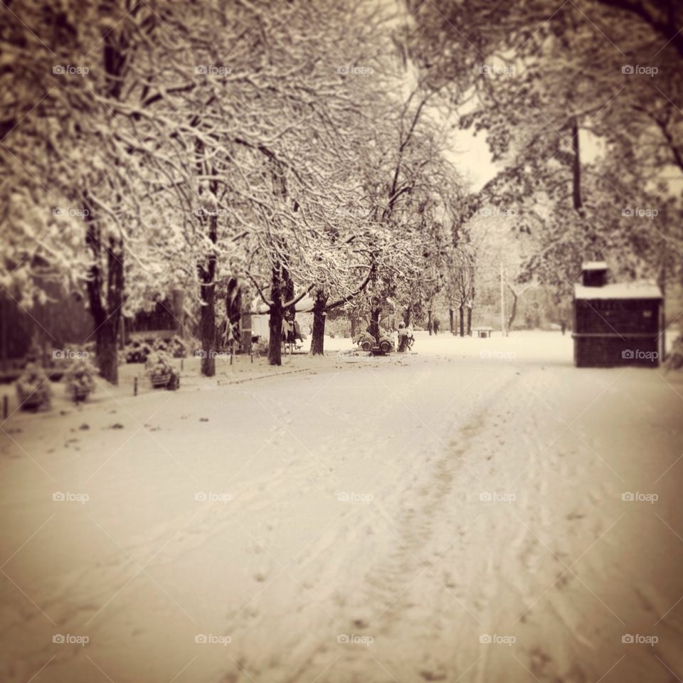 snow winter morning tree by severina1