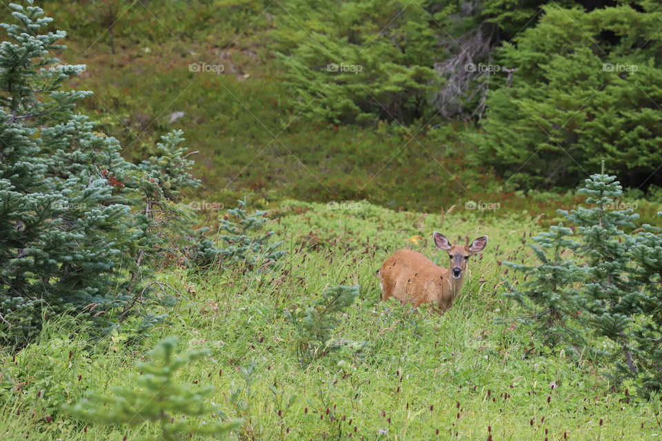 Deer deep in tall grass