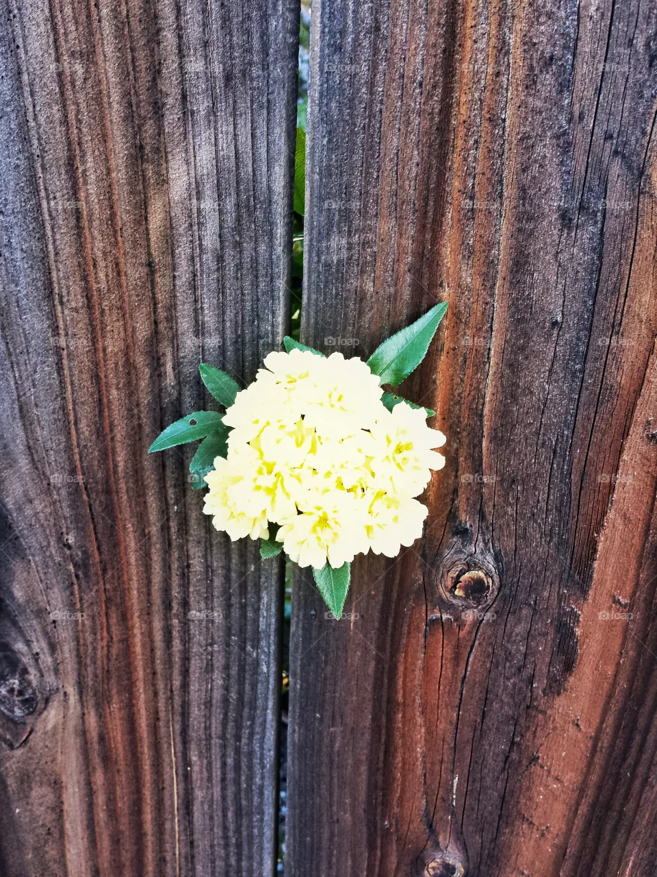 wood