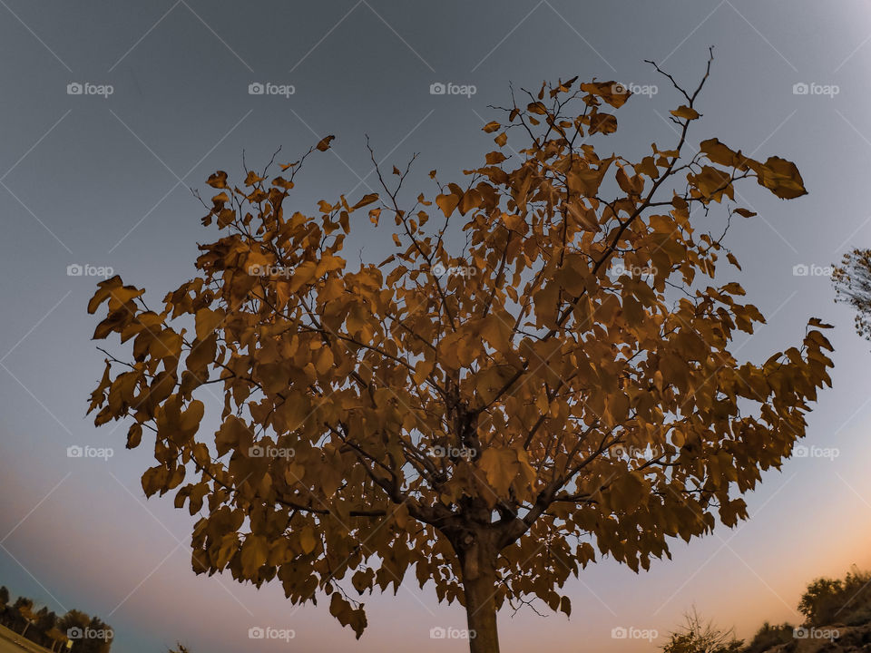 Fisheye of a tree in autumn during sunset 