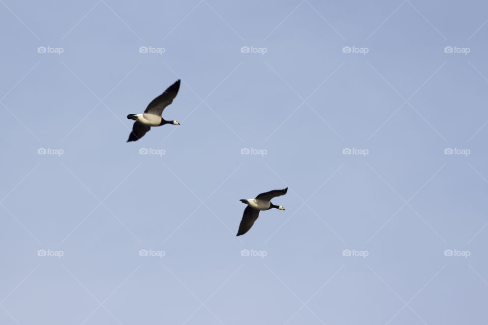 A pair of Canada geese flying together - ett par kanadagäss flyger tillsammans 