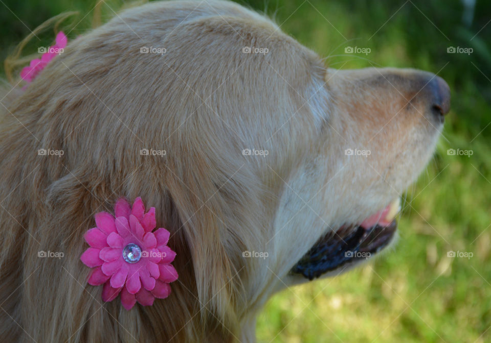Golden Retriever Dogs are the most reliable,faithful,kind and intelligent canines to own! They are friendly and child adaptable! They love people and have big smiles.
