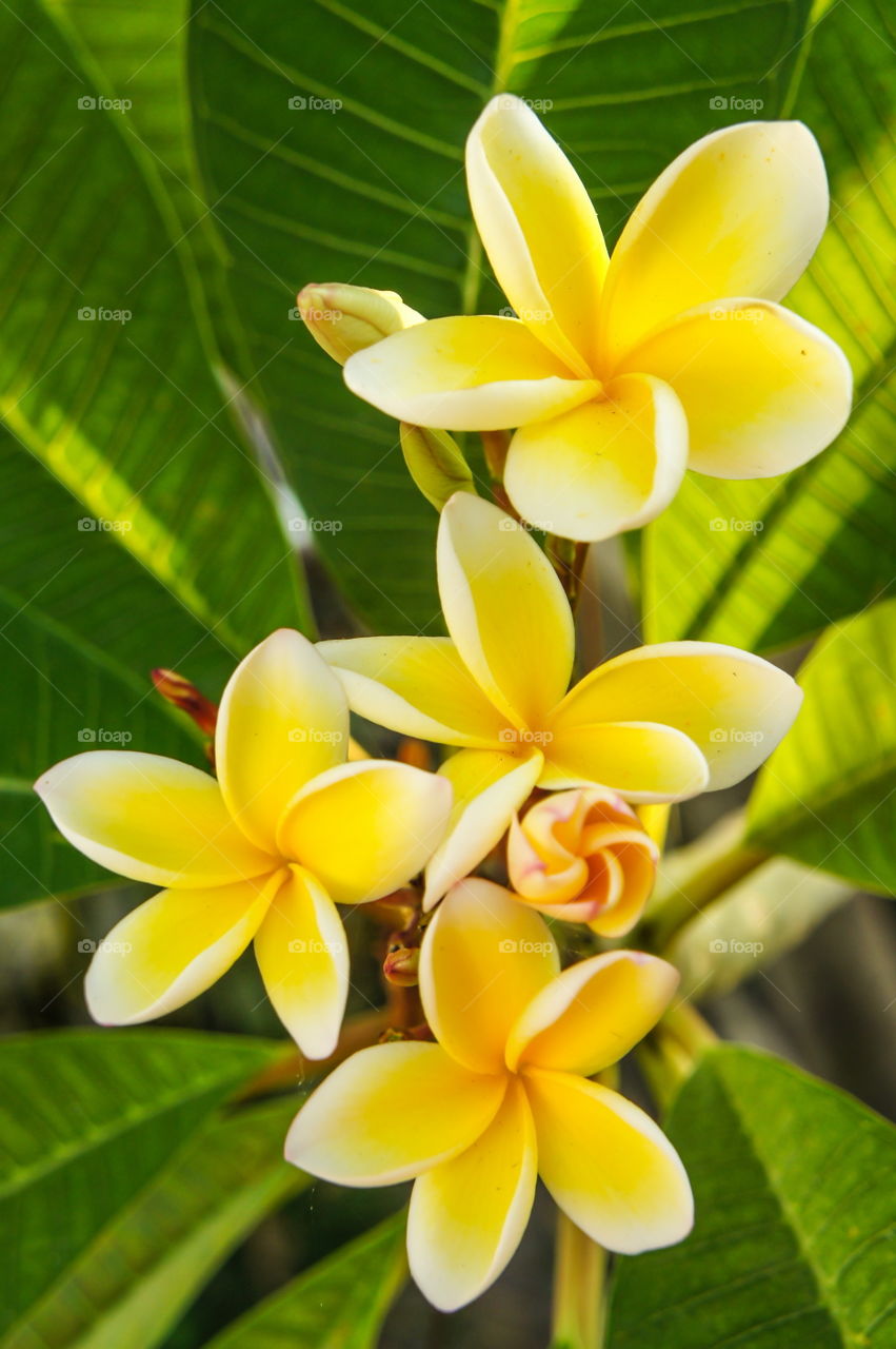 yellow plumeria flower