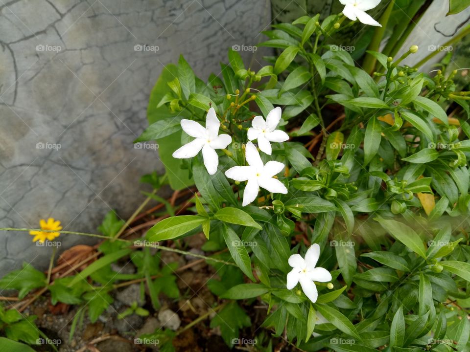 litle flowers