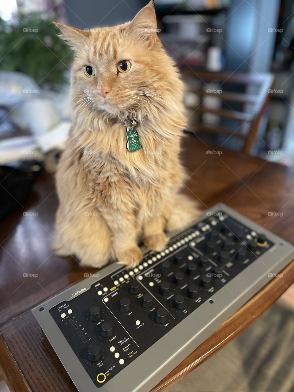 Producer cat