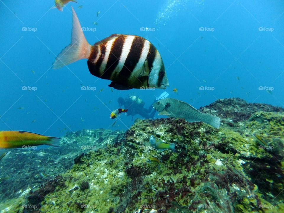 El Hierro fish