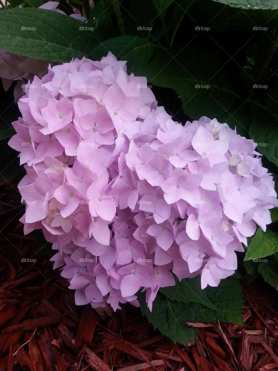 hearty hydrangeas