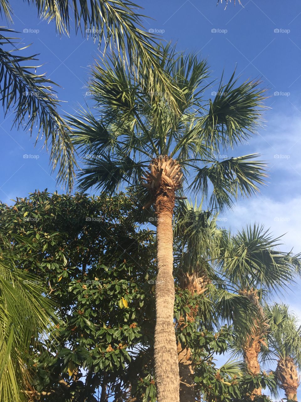 Palm Tree