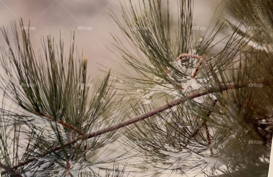 Pine needles and snow