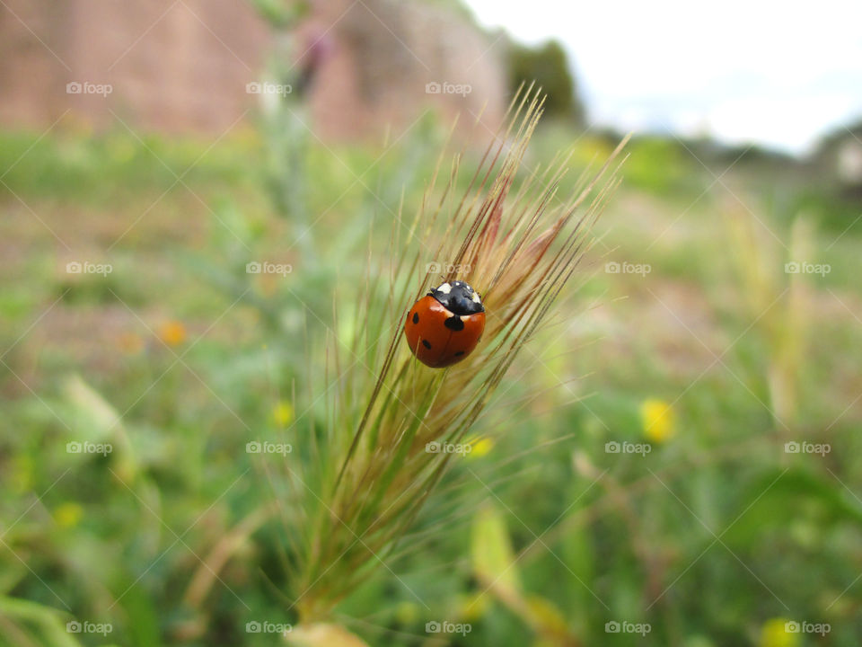 A Red Ladybug Climbing on the Grass