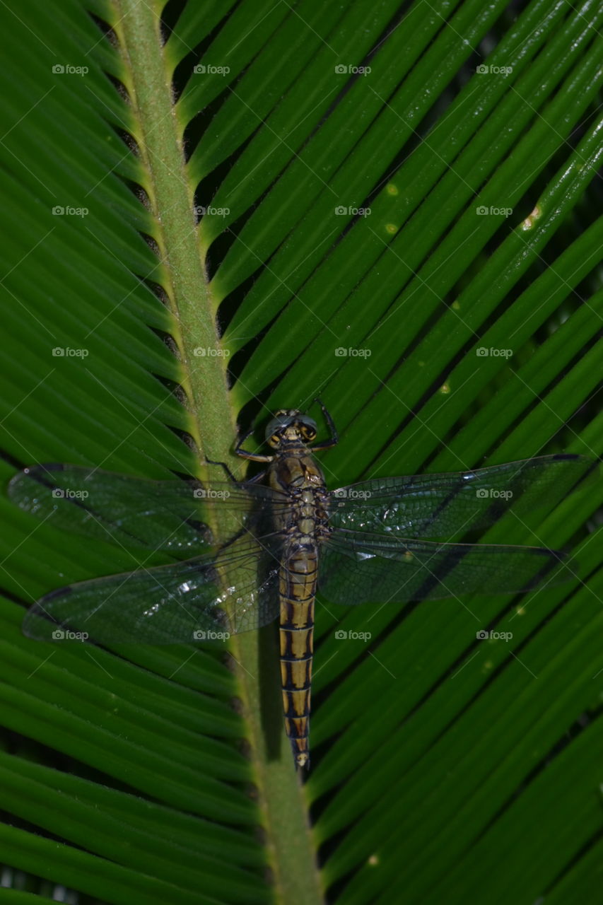 Vertical dragonfly