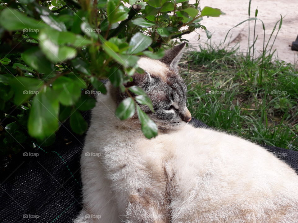 my cat in the garden