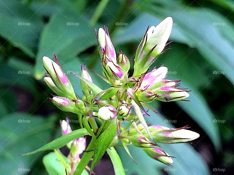 Pink flower buds