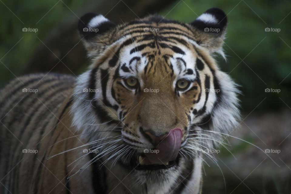 Hungry tiger licking his mouth , looking into camera 