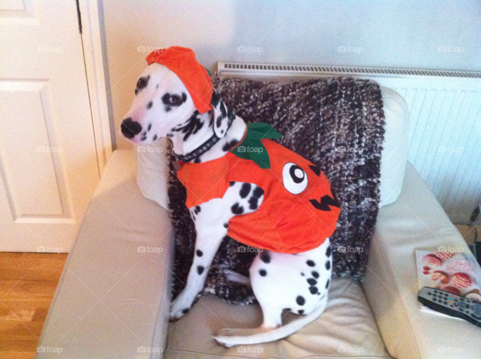 millie ready for halloween millie ready for trickle treating dalmatian orange by taffy