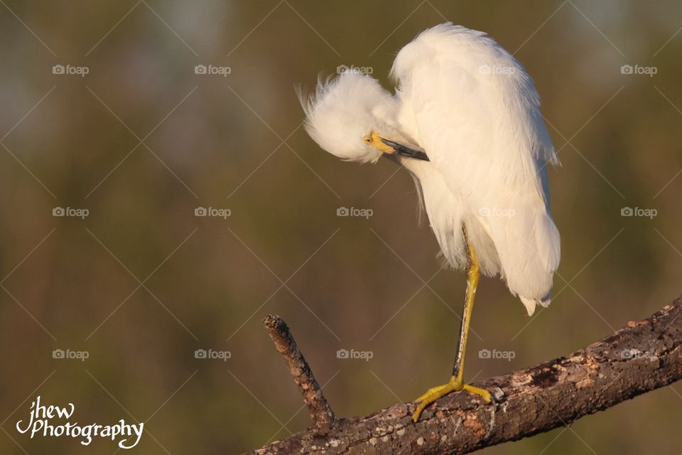 Snowy Egret Preening