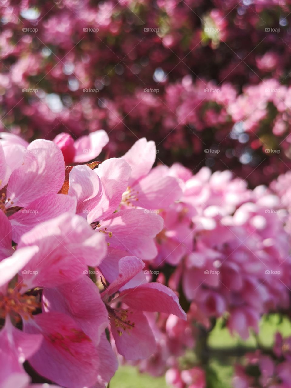 Pink Blossoms