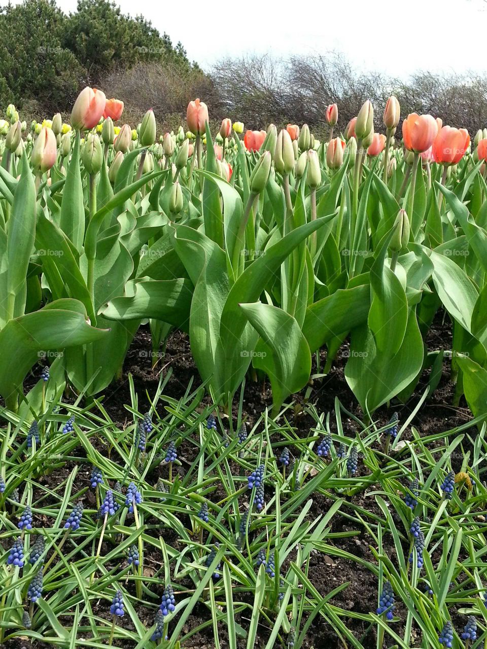 Several red tulips and other blue flowers