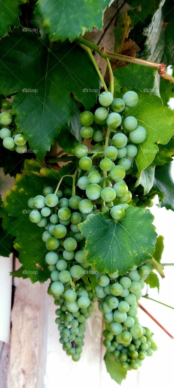 Grapes