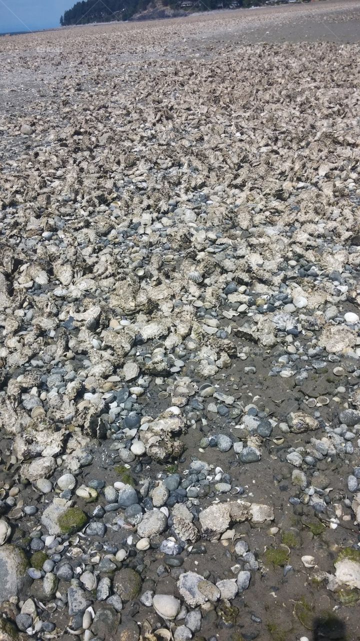 A bed or barnacles, oyster shells and rocks as I go fishing for crab amongst the crevasses in Powell River, British Columbia