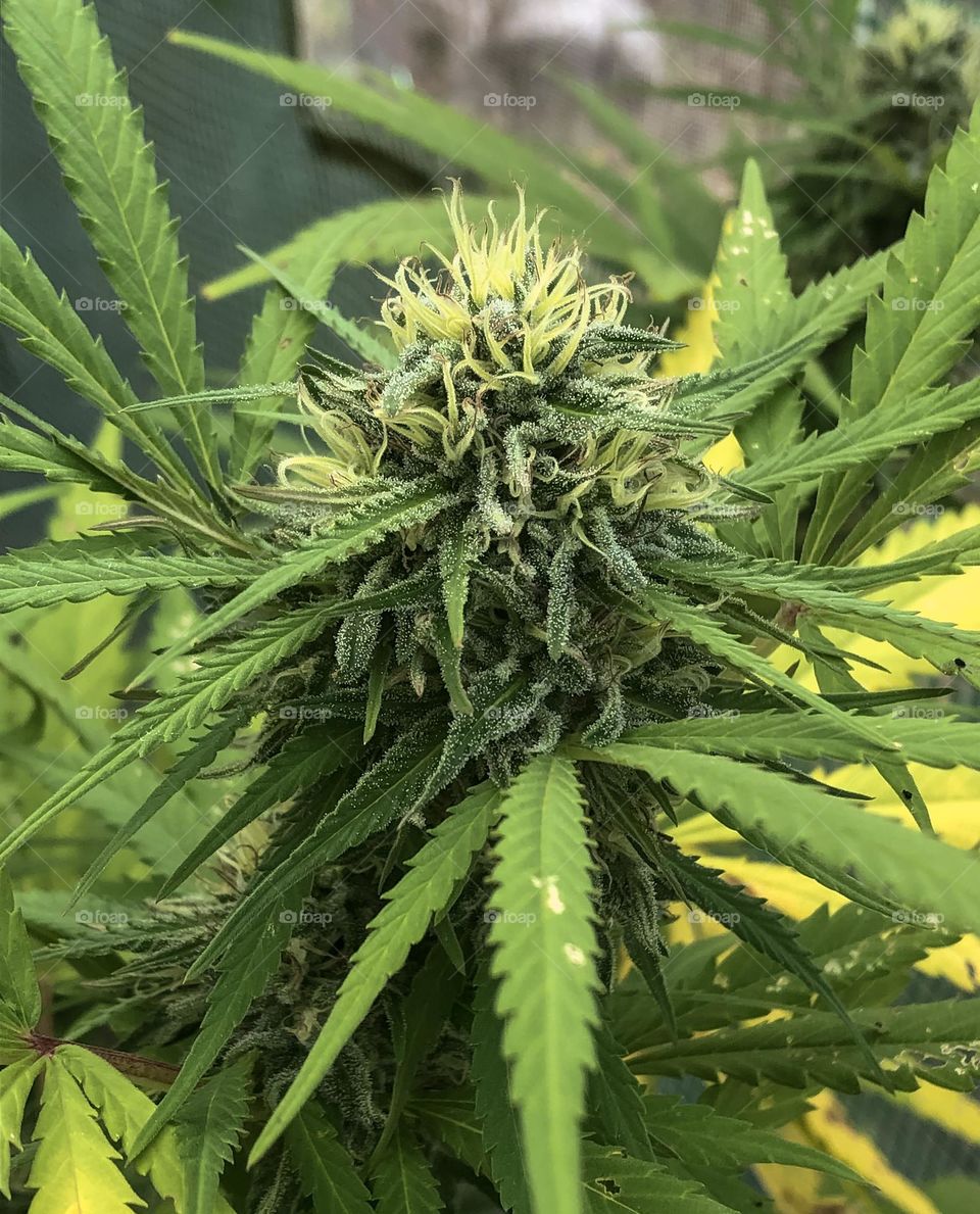 A cannabis plant coming into bud