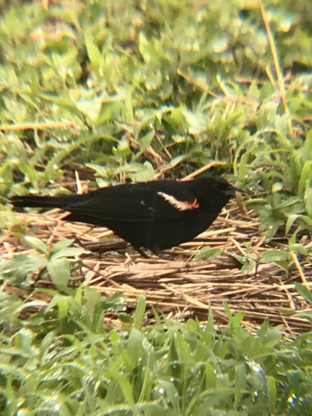 Red-winged blackbird