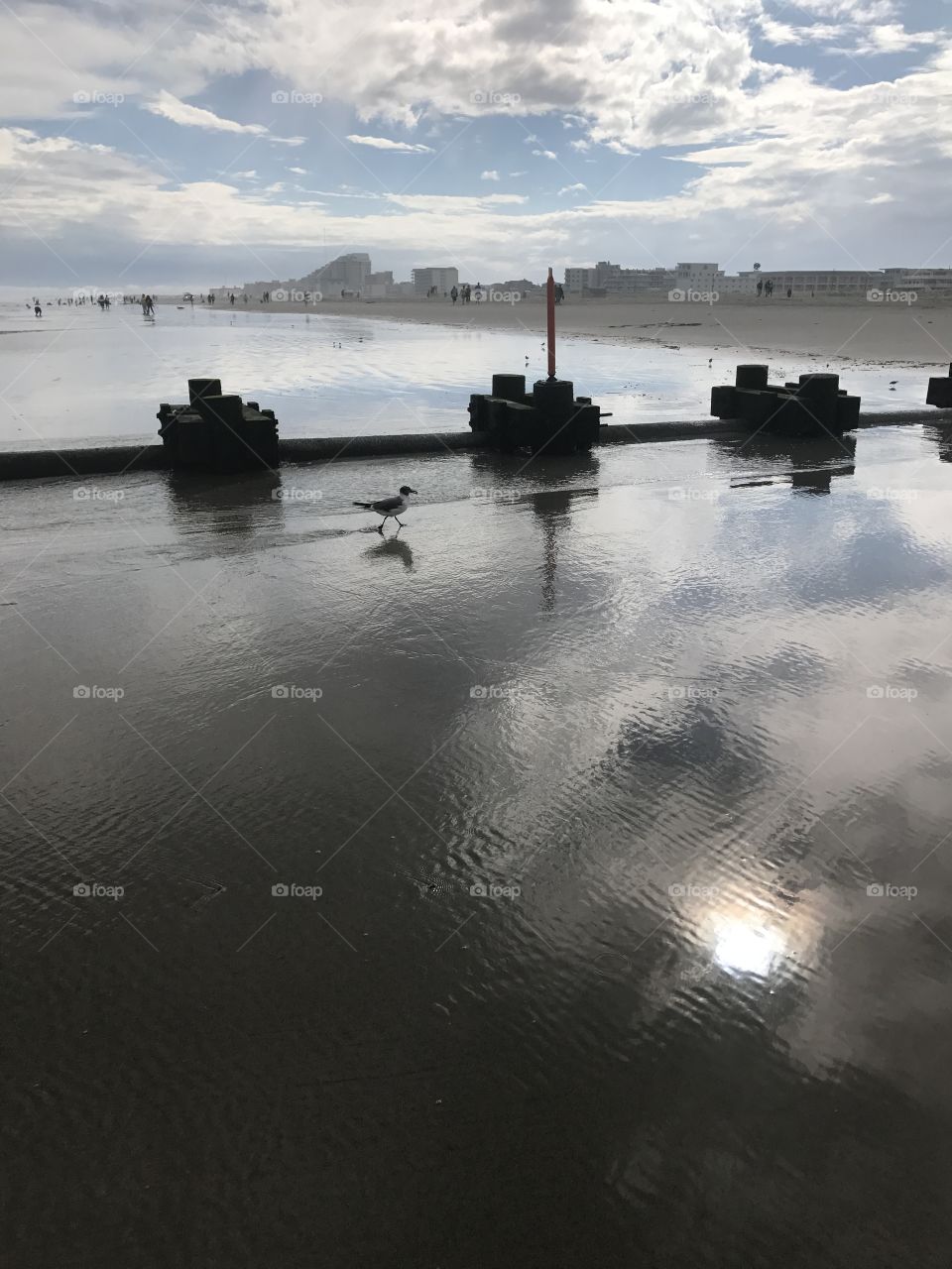 Reflective beach bird shore