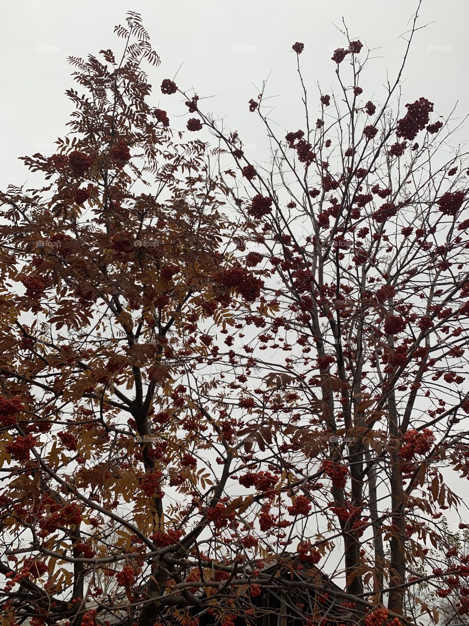 The purple rowan burning in the garden can warm and comfort anyone at all. S. Esenin