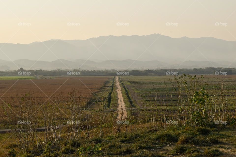 Rice planting