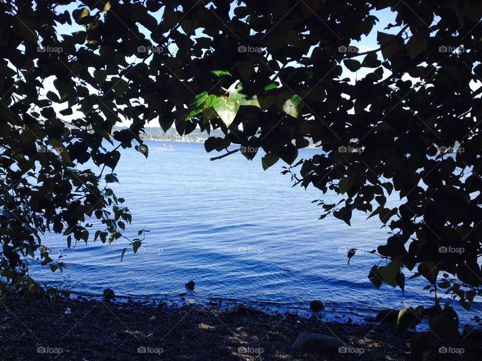 Leaf Sillouette. A view of the water through the trees