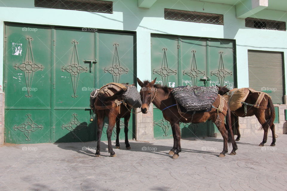 Donkeys taking a break before having to carry more 